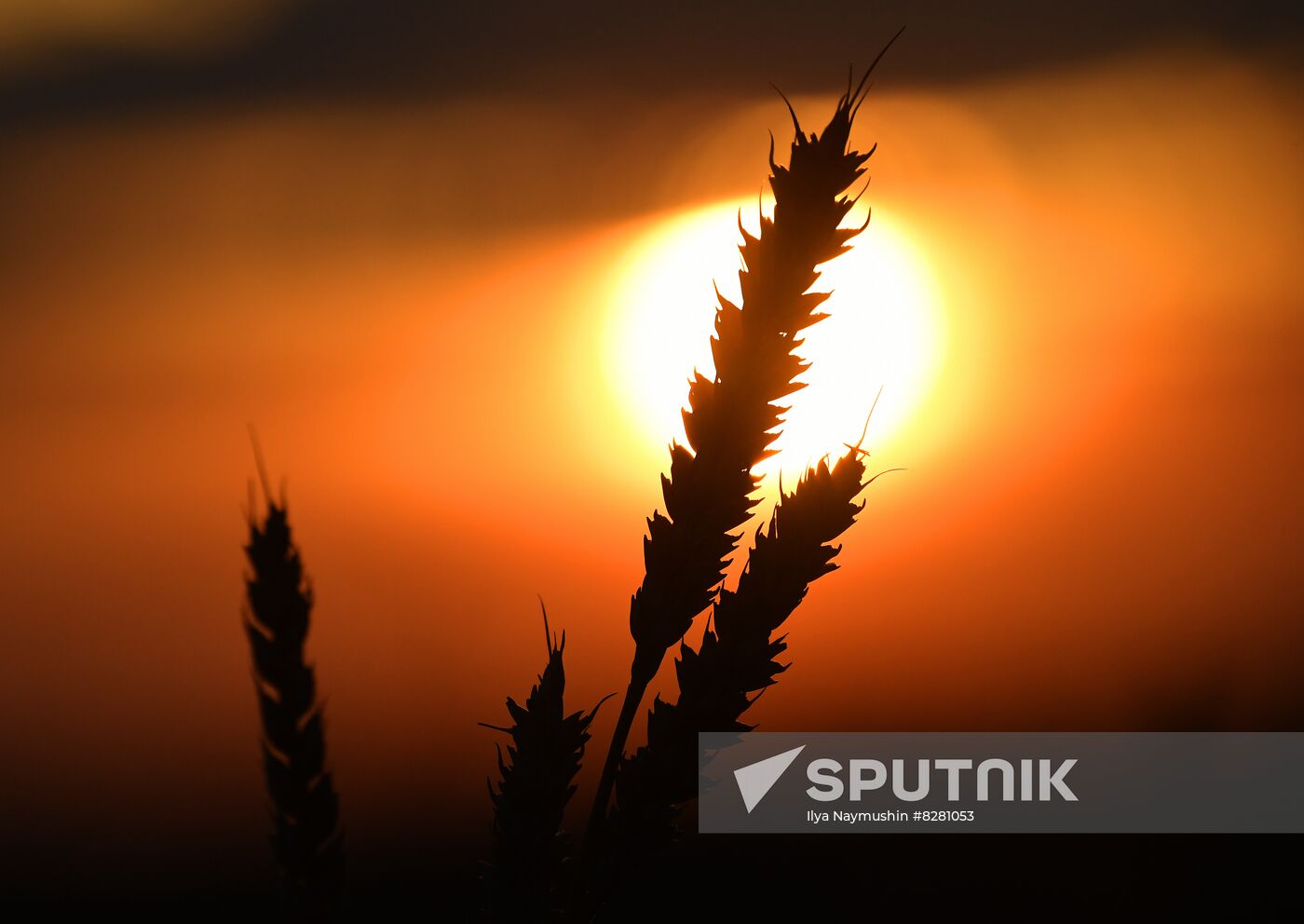 Russia Agriculture Wheat Harvesting