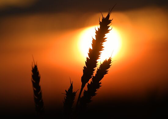 Russia Agriculture Wheat Harvesting