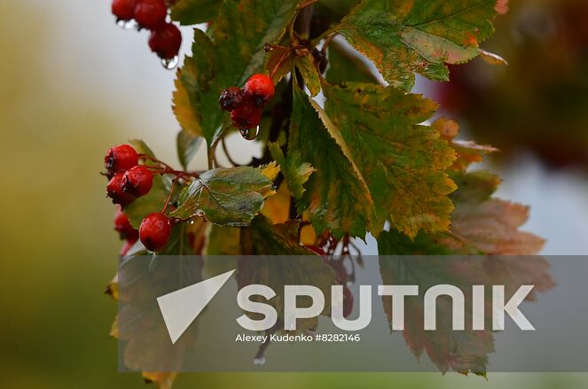 Water drops hang on berries on a branch of hawthorn during heavy rain in Moscow, Russia. Location: Russia, Moscow. Author: Alexey Kudenko/Sputnik. Russia Weather