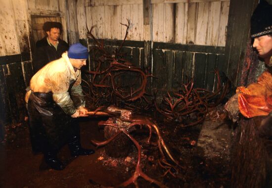 Tundra Reindeer Breeding State Farm in Murmansk Region