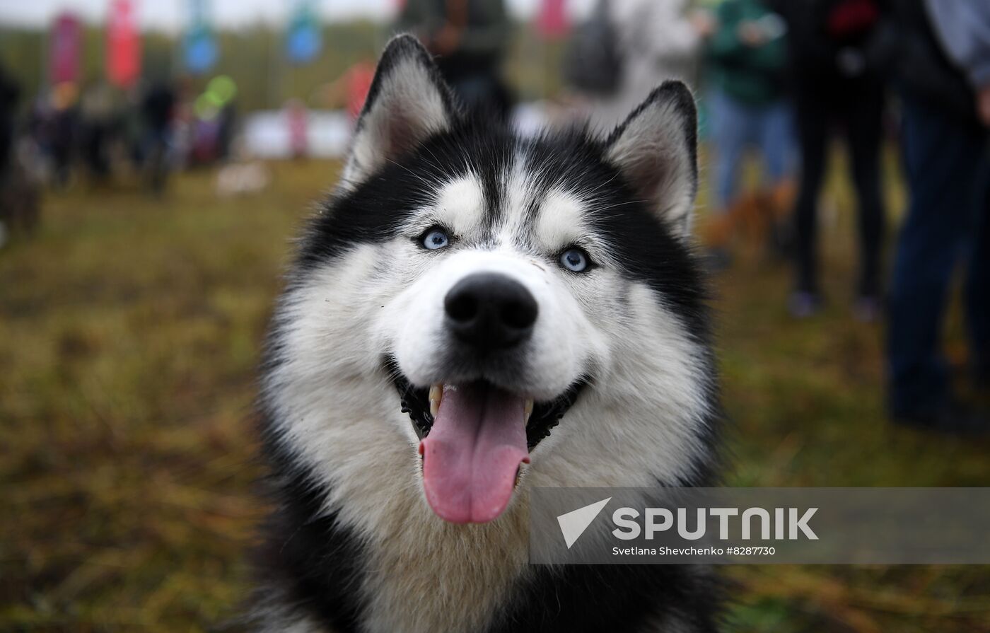 Russia Fast Dog Cross Country