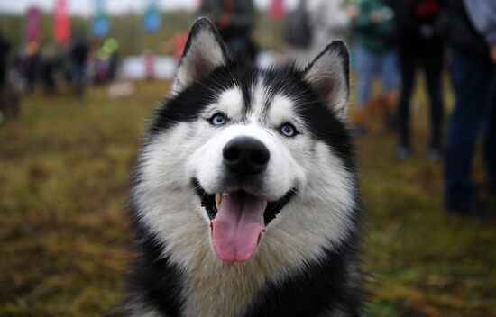 Russia Fast Dog Cross Country