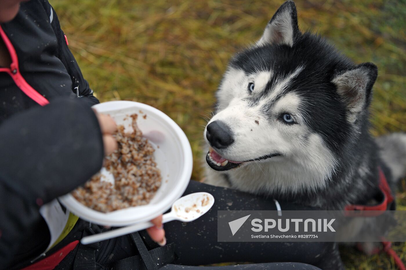 Russia Fast Dog Cross Country
