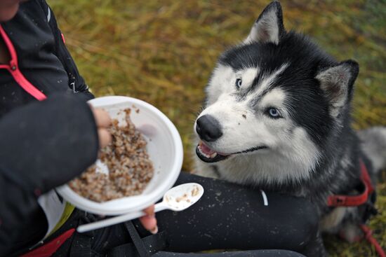 Russia Fast Dog Cross Country