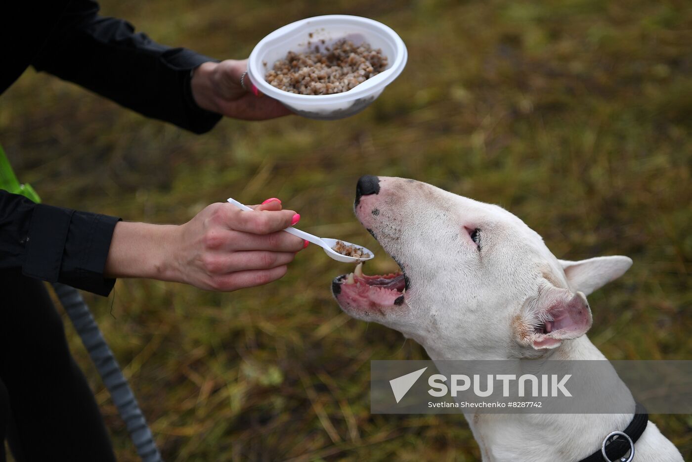 Russia Fast Dog Cross Country