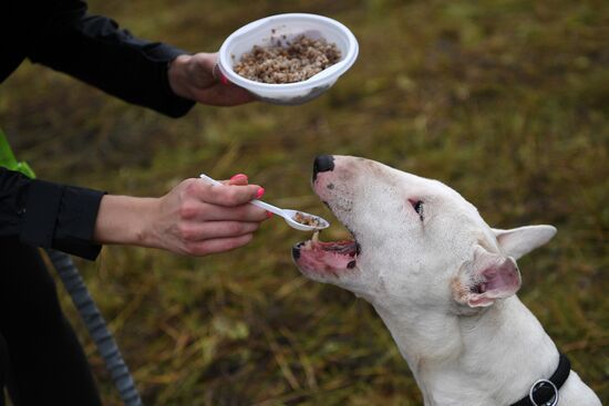 Russia Fast Dog Cross Country