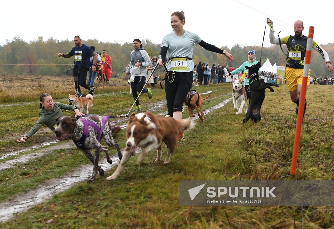 Russia Fast Dog Cross Country