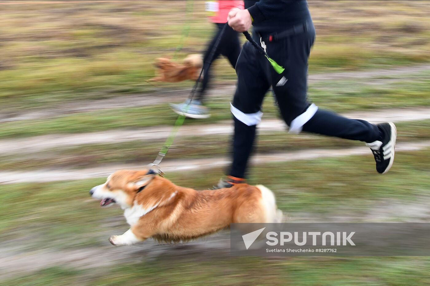 Russia Fast Dog Cross Country