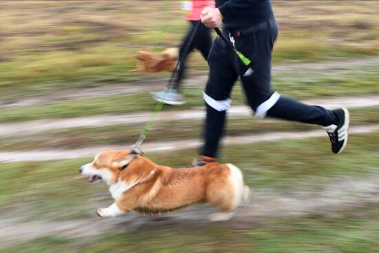 Russia Fast Dog Cross Country
