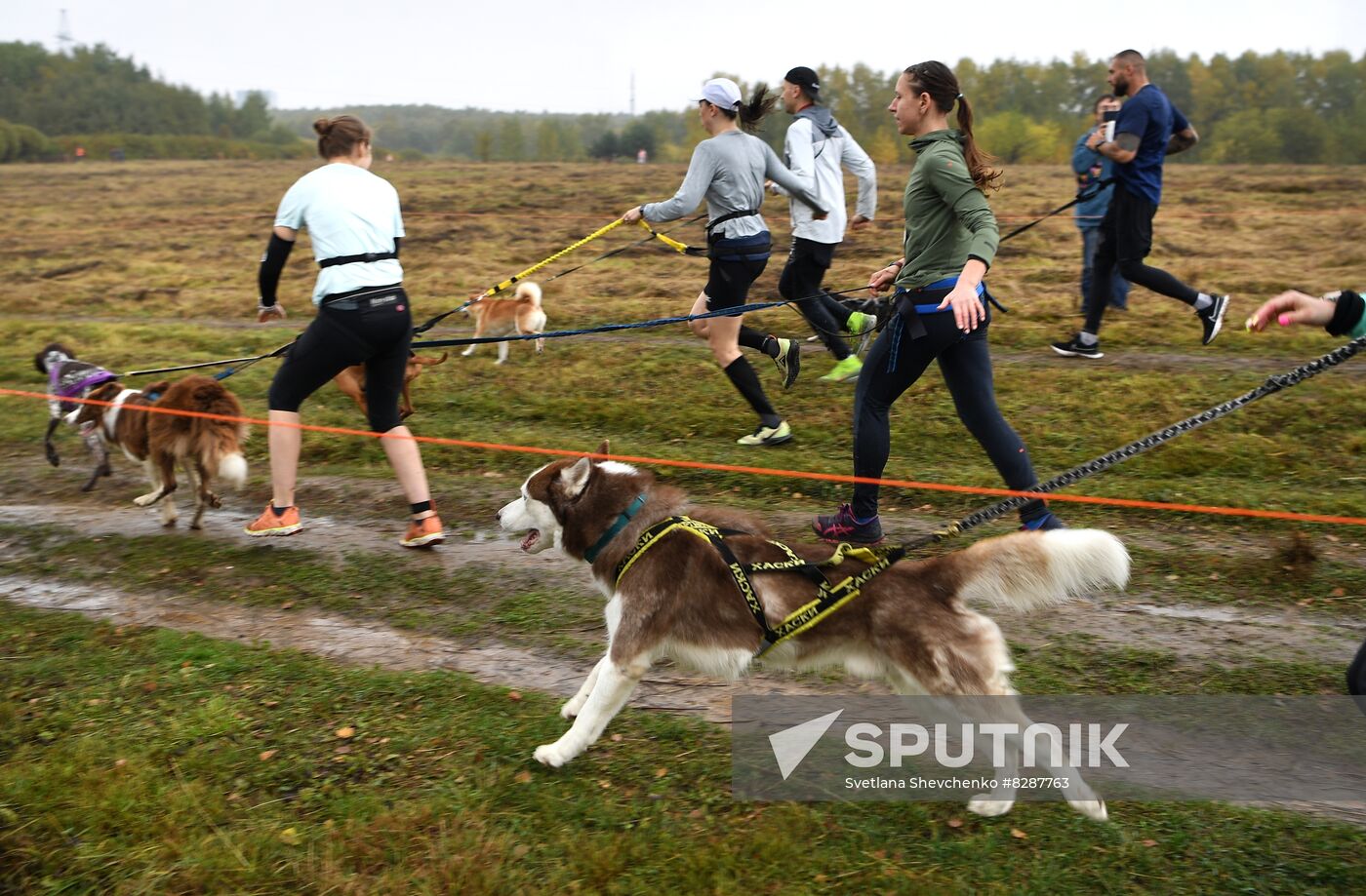 Russia Fast Dog Cross Country