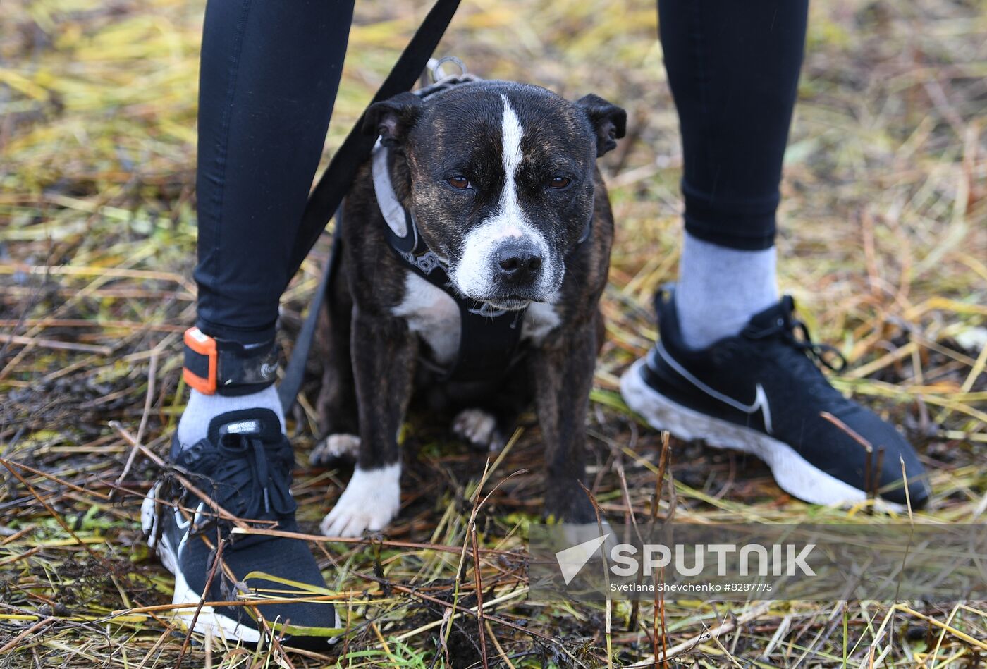 Russia Fast Dog Cross Country