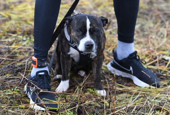 Russia Fast Dog Cross Country