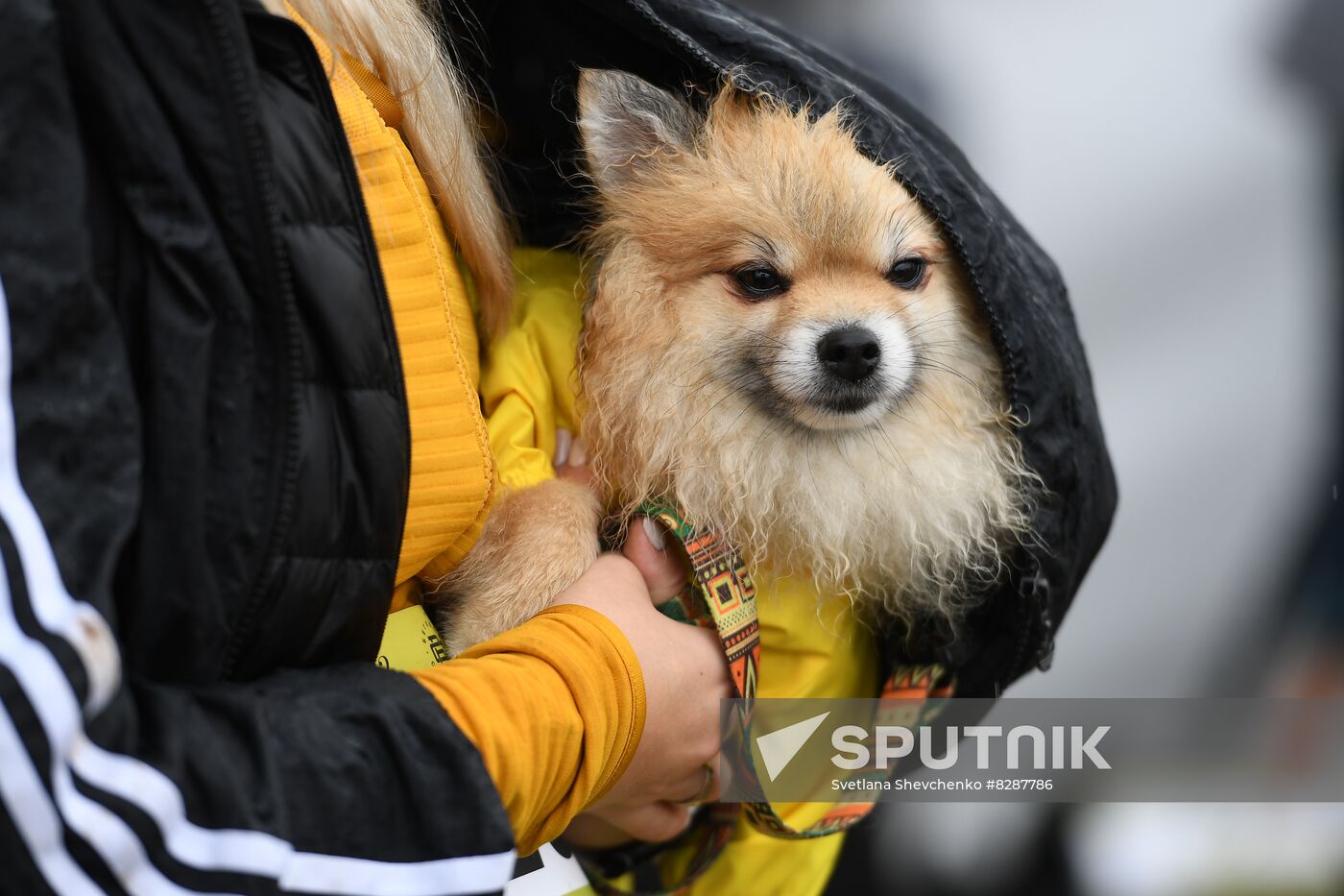 Russia Fast Dog Cross Country