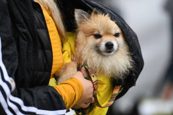 Russia Fast Dog Cross Country