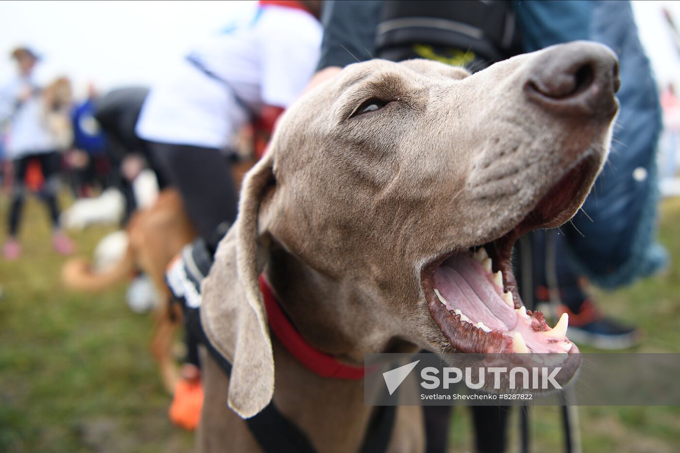 Russia Fast Dog Cross Country