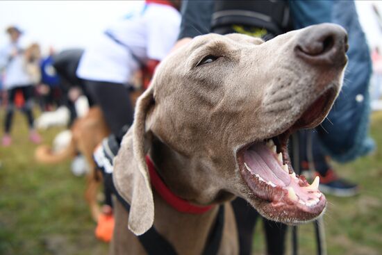 Russia Fast Dog Cross Country