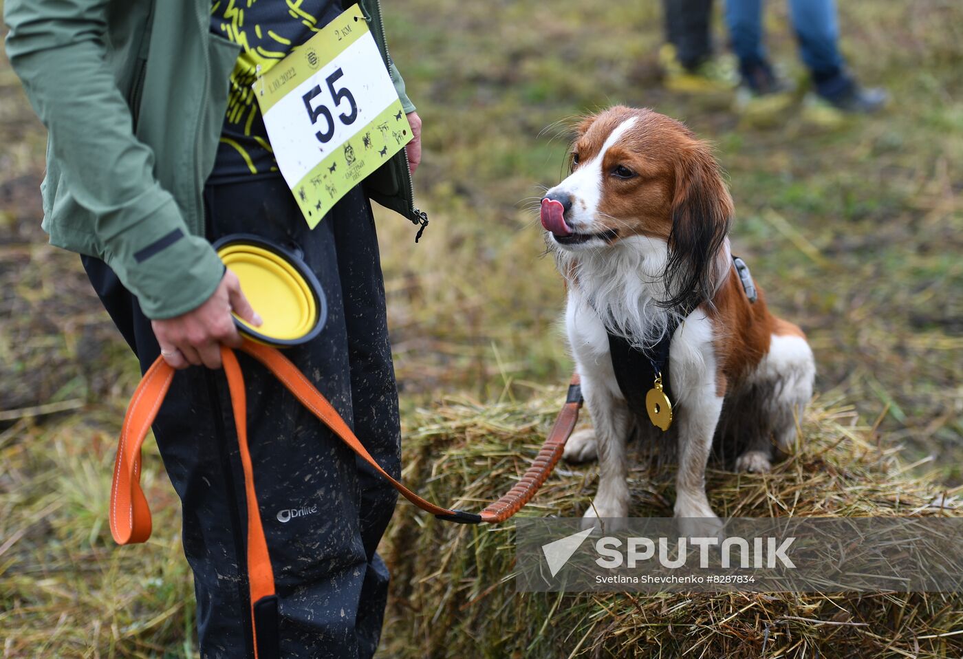 Russia Fast Dog Cross Country