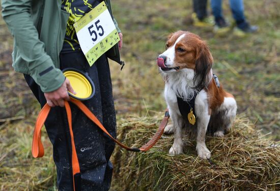 Russia Fast Dog Cross Country
