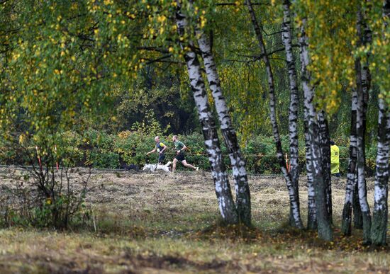 Russia Fast Dog Cross Country