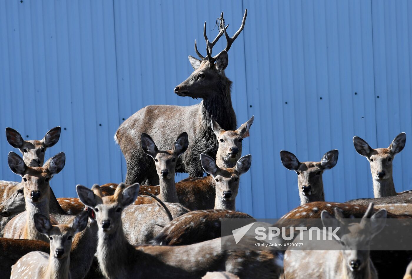 Russia Deer Farm