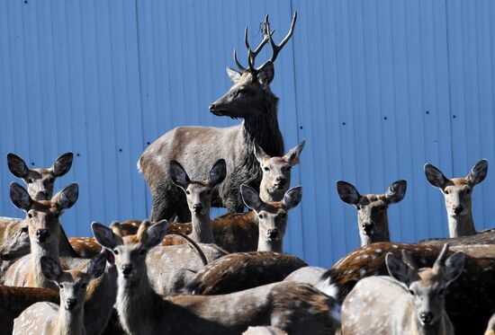 Russia Deer Farm