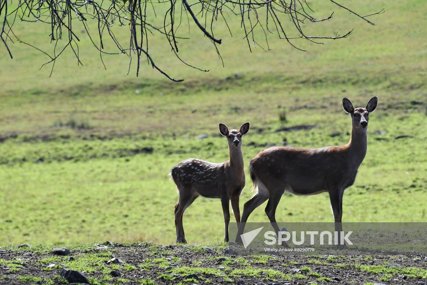 Russia Deer Farm