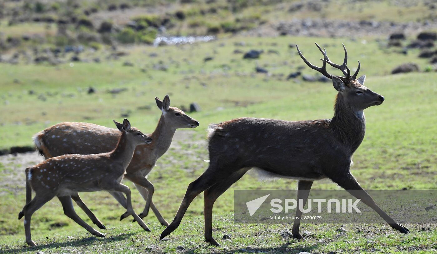 Russia Deer Farm