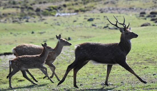 Russia Deer Farm