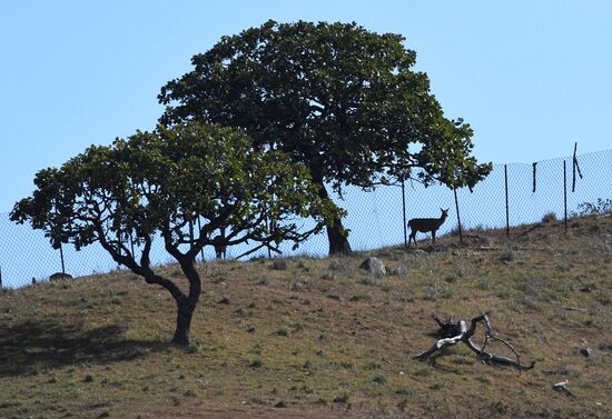 Russia Deer Farm