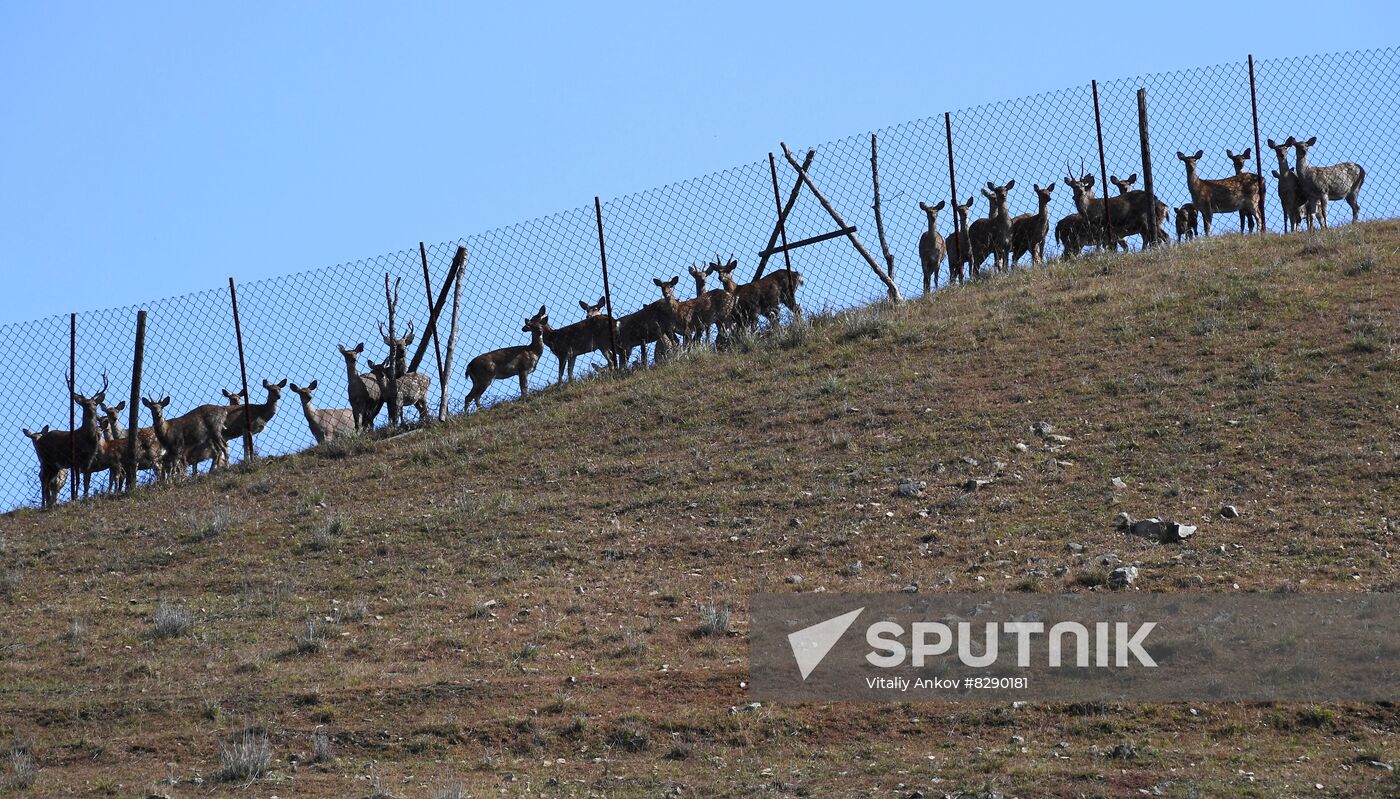 Russia Deer Farm