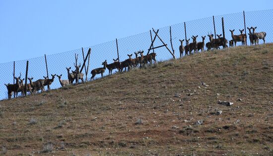 Russia Deer Farm