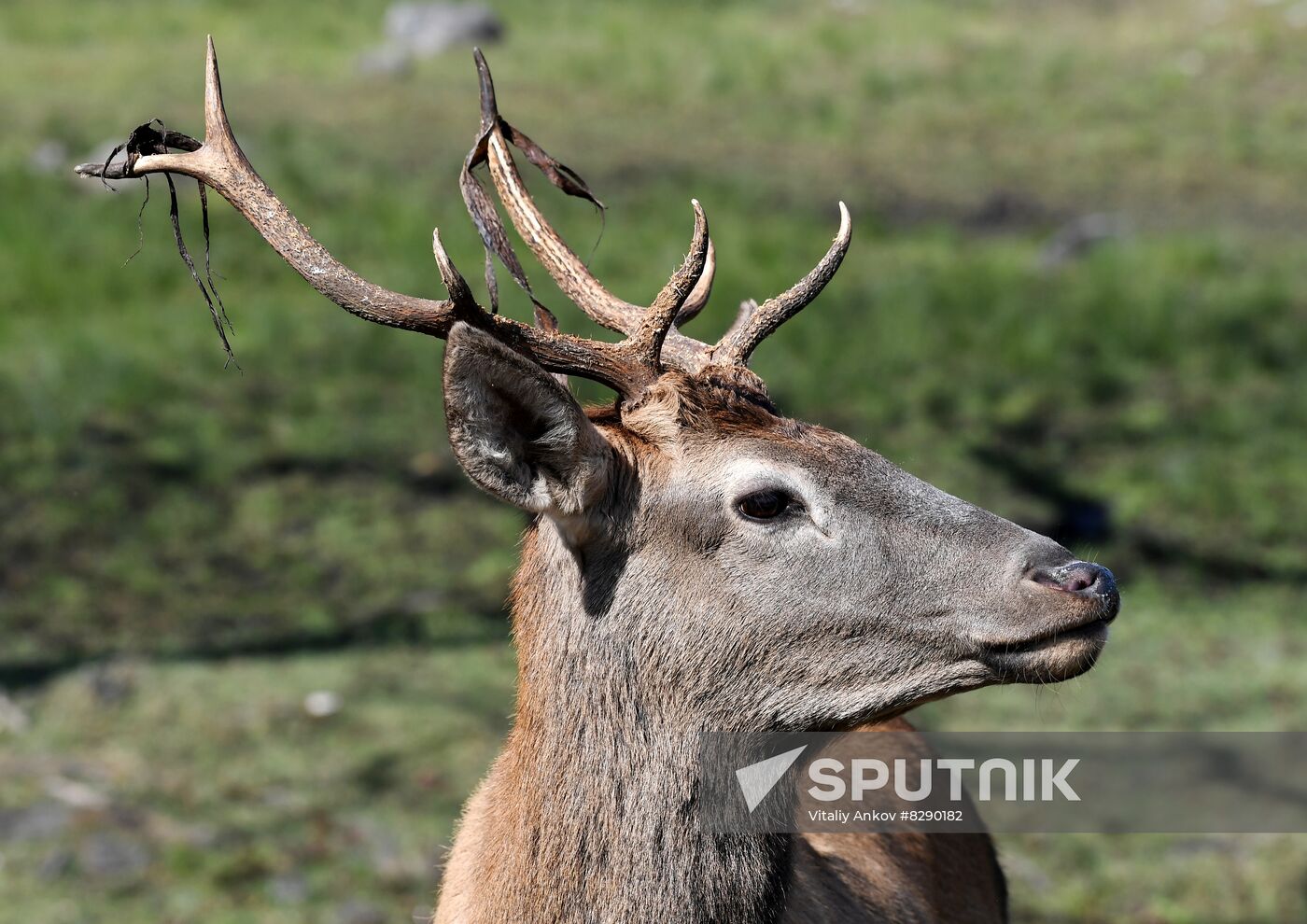 Russia Deer Farm