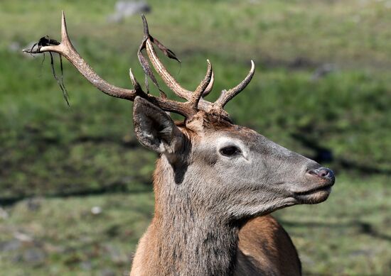 Russia Deer Farm