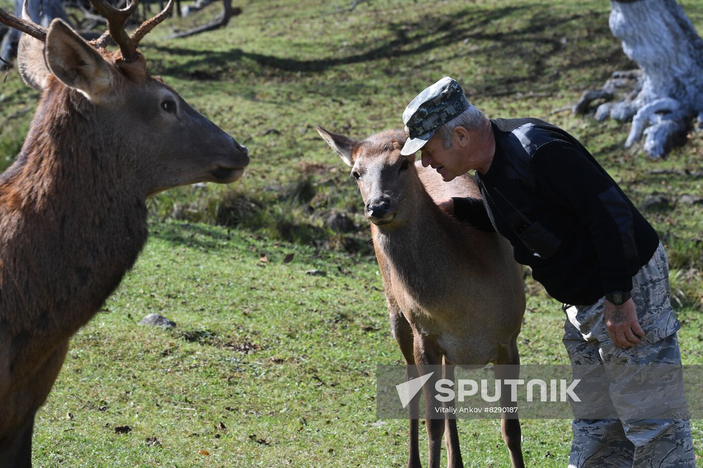 Russia Deer Farm