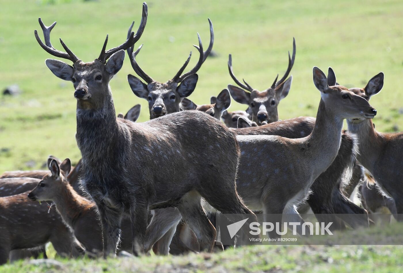 Russia Deer Farm