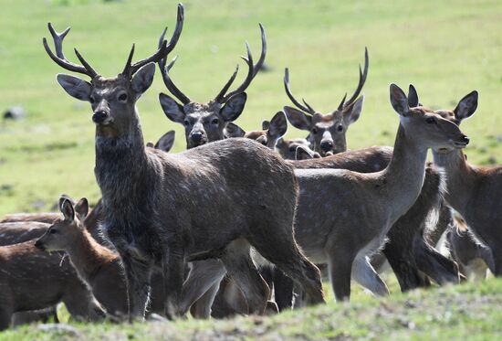 Russia Deer Farm