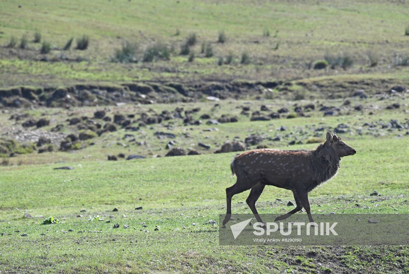 Russia Deer Farm