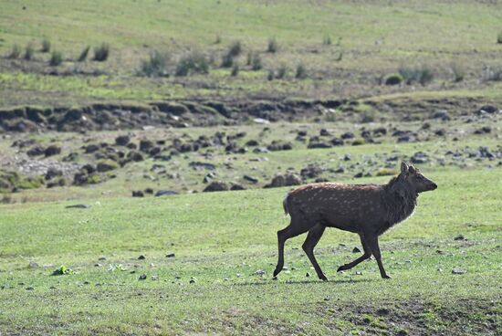 Russia Deer Farm