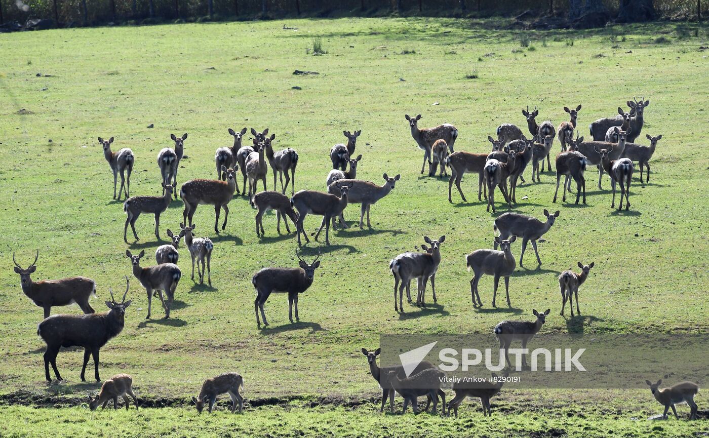 Russia Deer Farm