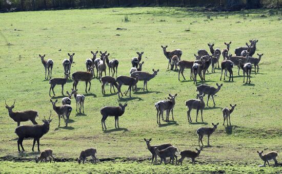 Russia Deer Farm