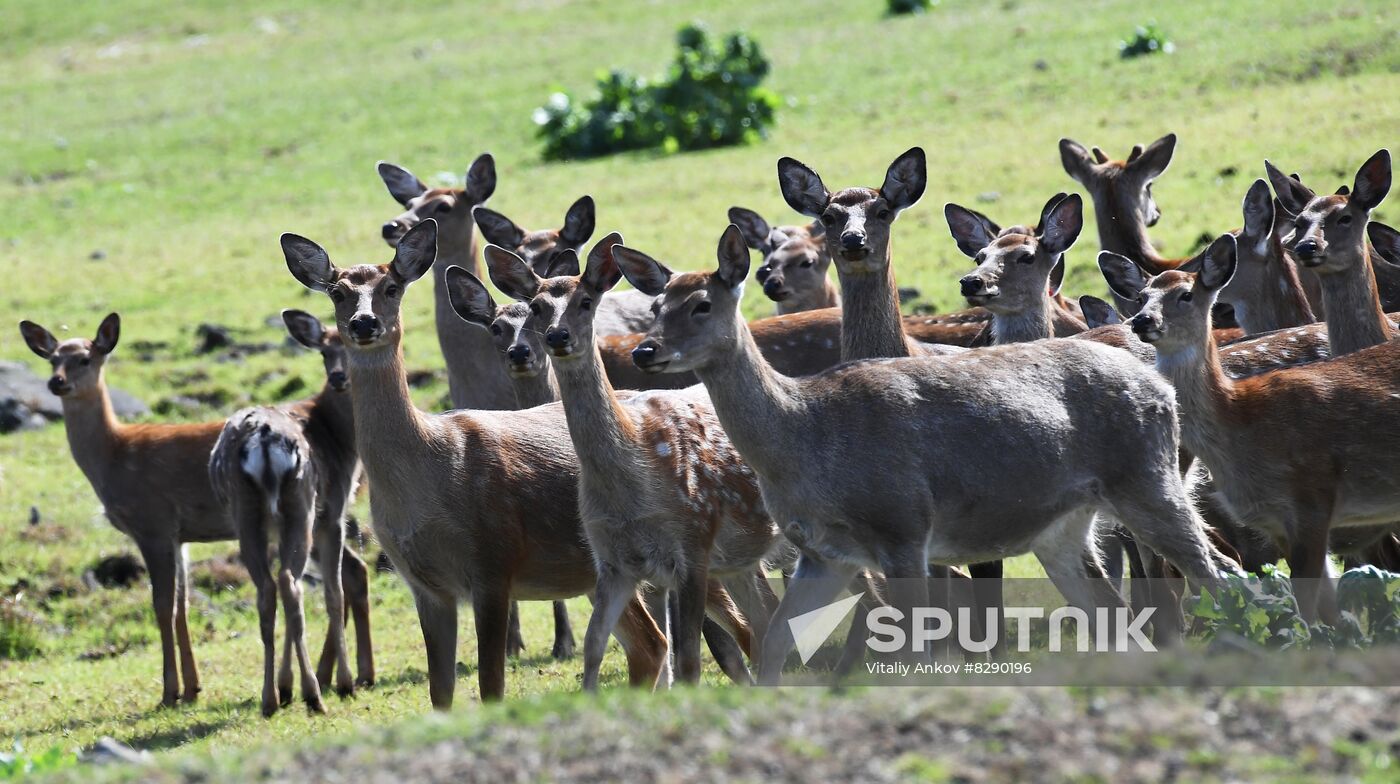 Russia Deer Farm