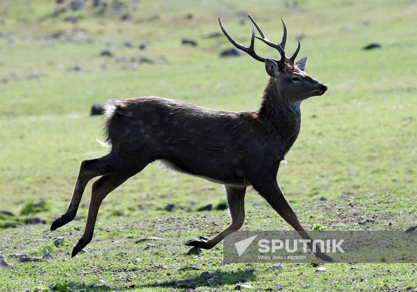 Russia Deer Farm