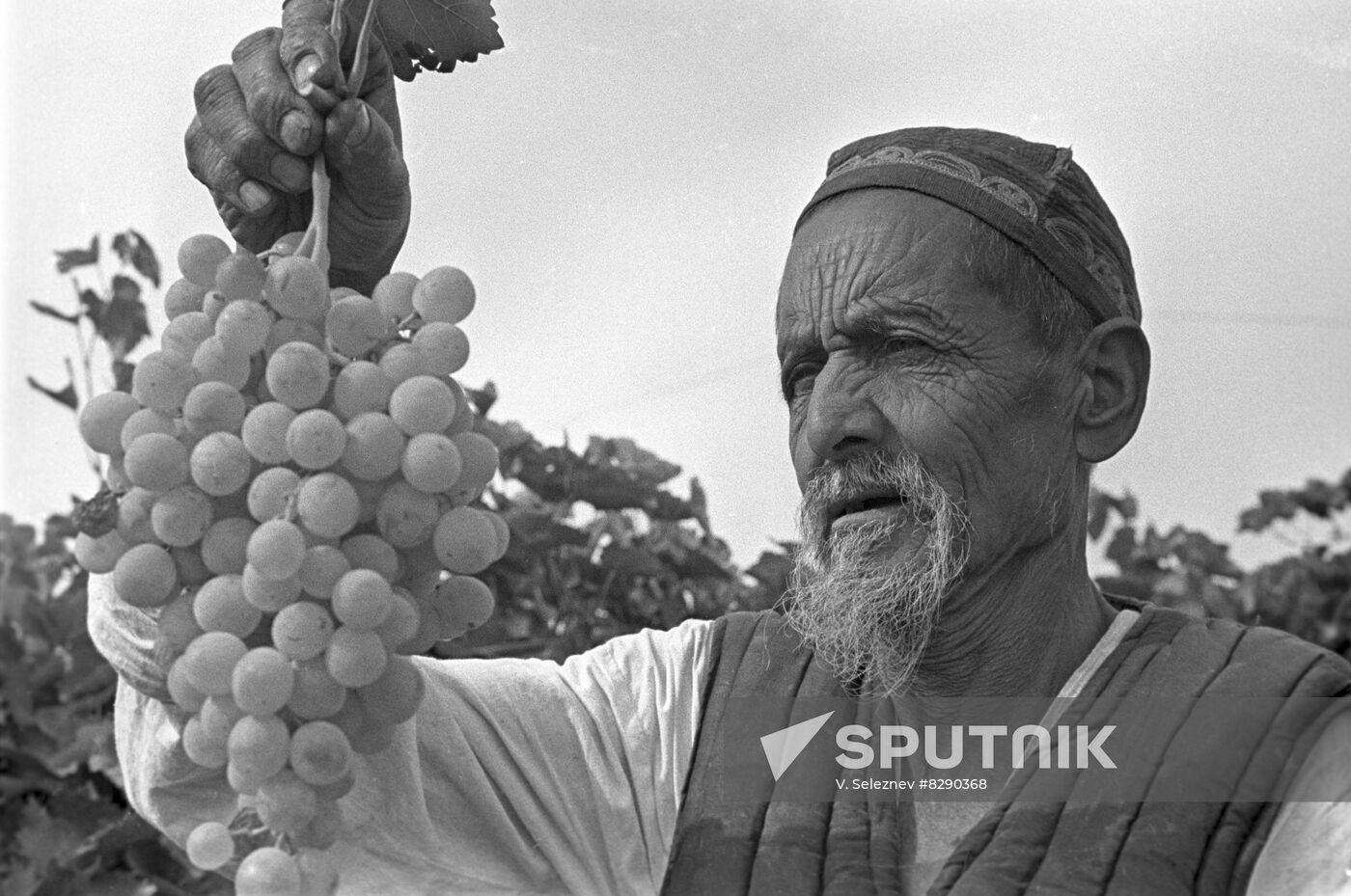 Picking grapes in Uzbekistan