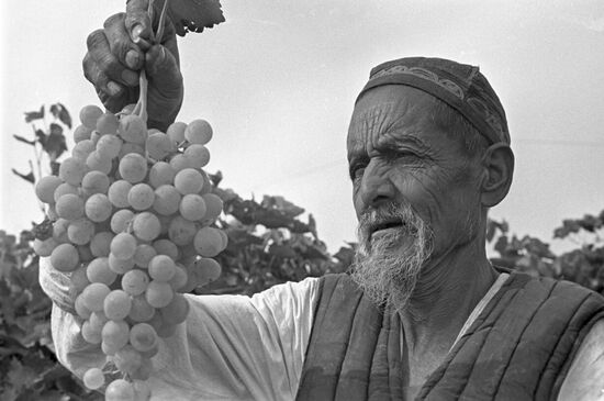 Picking grapes in Uzbekistan