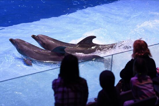 Russia Zoo Show