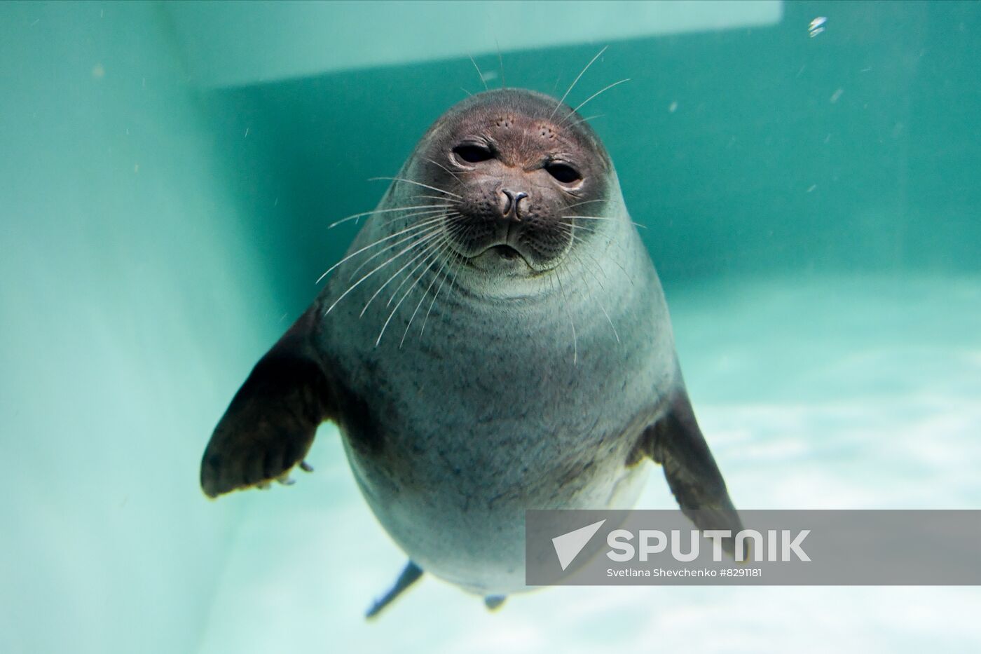 Russia Zoo Show