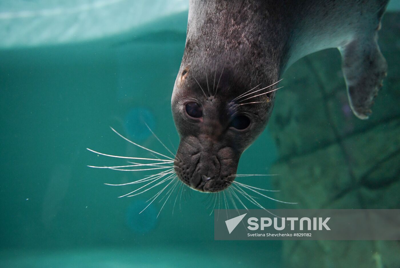 Russia Zoo Show