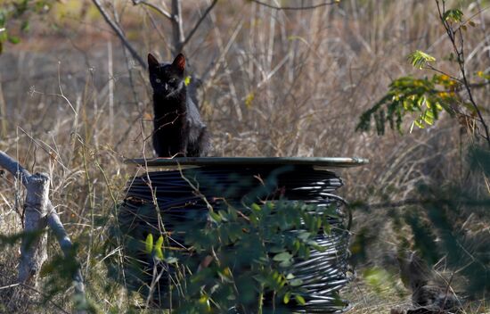 Russia Ukraine Military Operation