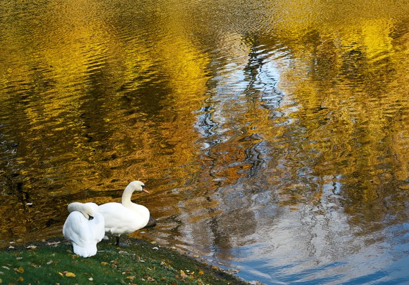 Autumn Colours
