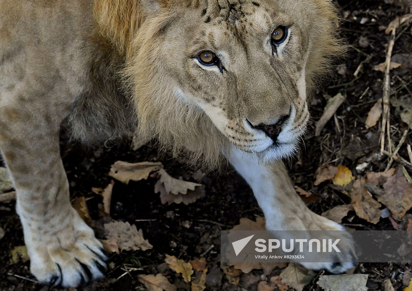 Russia Zoo Liliger